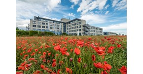 MITNETZ-Standort Kabelsketal mit Mohnblumen im Vordergrund MITNETZ-Standort Kabelsketal mit Mohnblumen im Vordergrund